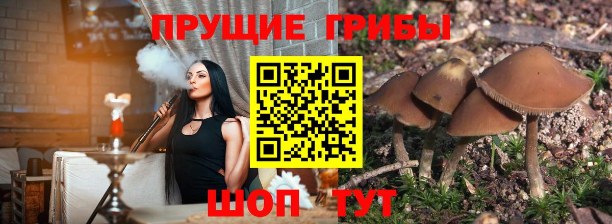 Псилоцибиновые грибы GOLDEN TEACHER  Вход с VPN  Галлюциногенные грибы мицелий  Видное 